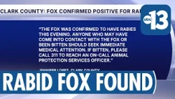 Fox Tests Positive for Rabies in Southwest Las Vegas