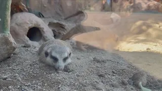 Fresno County people and animals beat the heat