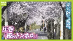 閑静な住宅街の中に現れる“桜のトンネル”70年以上愛される「石切桜坂」の頂上から望む桜と大阪平野 東大阪市(2026年4月6日) 閑静な住宅街の中に現れる“桜のトンネル”70年以上愛される「石切桜坂」の頂上から望む桜と大阪平野 東大阪市(2026年4月6日)