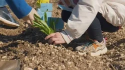 Educating on healthy food: Molfetta’s puntarelle chicory comes to schools