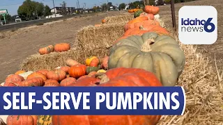 Meridian Pumpkin Patch Returns with Self-Serve Honor System