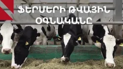 «Հովիվը» կօգնի ավելացնել ֆերմայի եկամուտը