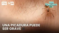 ¿Qué hacer ante una picadura de araña? | Más conectados