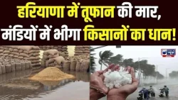 Weather Alert News: Haryana में  तूफान-बारिश ने किसानों की बढ़ाई मुसीबत खेत से मंडी तक बर्बादी!