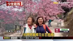 超美!新竹霞喀羅登山步道 200株櫻花大爆發@newsebc 超美!新竹霞喀羅登山步道 200株櫻花大爆發@newsebc