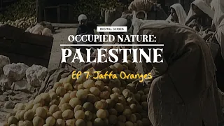 Occupied Nature: Palestine Episode 7: Jaffa Oranges