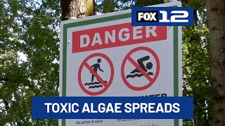 ‘Worst algae bloom in years’ spreads from Ross Island lagoon, carrying toxins downriver