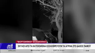 «Φορτωμένοι» με εχινόκοκκο σκύλοι από τα κατεχόμενα εξολοθρεύουν τα αγρινά στο δάσος Πάφου