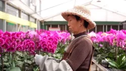 ?В мире растёт спрос на цветы из провинции Юньнань