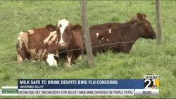 Milk safe to drink despite Bird Flu concerns
