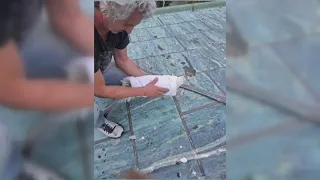Seagull rescue attempt brings Portland locals together