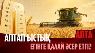 Аптап ыстық егінге қалай әсер етті?