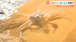 紅白で縁起がいい“真っ白なズワイガニ”も水揚げ 今年最後のズワイガニの競りが行われる 兵庫・新温泉町(2025年12月29日) 紅白で縁起がいい“真っ白なズワイガニ”も水揚げ 今年最後のズワイガニの競りが行われる 兵庫・新温泉町(2025年12月29日)
