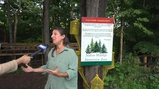 How parents can address kids' questions about invasive spotted lanternfly