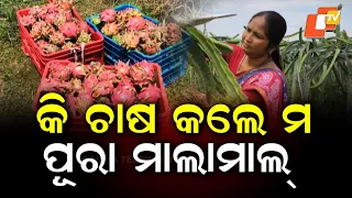 Odisha Brother-Sister Duo Builds Success Through Dragon Fruit Farming