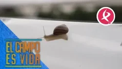 Con estos trucos caseros controla Guille las plagas de caracoles en su huerta | El campo es vida