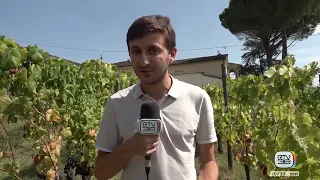 THE INTENSE HEAT SPEEDS UP THE HARVEST