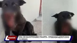 Ηλεία: Σοκ και αποτροπιασμός στην Αρετή - Πυροβόλησαν αδέσποτο σκύλο στο πρόσωπο