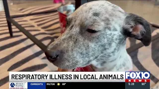Mobile animal shelter pauses dog intakes amid respiratory illness