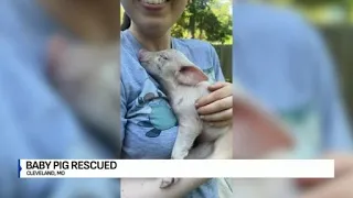 Piglet gets second chance at life after jumping from truck onto highway