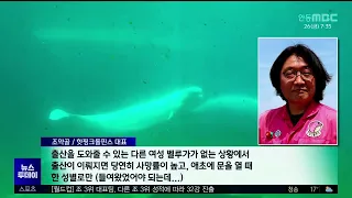 사흘 만에 숨진 새끼 '흰돌고래'…반복되는 죽음
