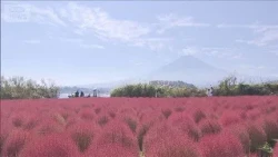 【絶景】富士山をのぞむ湖畔に赤いじゅうたん　河口湖のコキアが見頃(2026年10月10日)