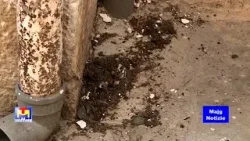Centro storico Acquaviva delle Fonti guano piccioni, scarsa pulizia, pavimentazione dissestata