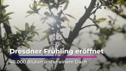 Dresdner Frühling: 40.000 Blüten im Palais I Sachsen Fernsehen Dresdner Frühling: 40.000 Blüten im Palais I Sachsen Fernsehen
