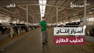 The Journey of Milk Production in Qatar: From Farm to Table | In My Thoughts