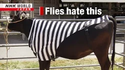 Cattle couture: a striped solution to protecting cowsーNHK WORLD-JAPAN NEWS