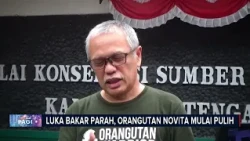 Alami Luka Bakar Parah, Orangutan Novita Mulai Pulih#BeritasatuMalam