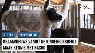 Celebration at De Papenhoeve: Baby alpaca Nacho is born