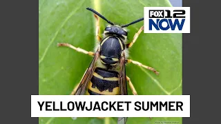 The summer of yellowjackets