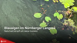 Blue-green algae at Nuremberg's Langsee: Public swimming lake fights for survival