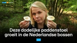 Zeven mensen kregen een tegengif voor deze paddenstoel, één iemand is eraan overleden | RTL Nieuws