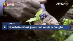 Congo : Nouabalé-Ndoki, joyau naturel de la Sangha