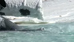 Avanza Estrategia Nacional del Litio: suman Salar de Maricunga Avanza Estrategia Nacional del Litio: suman Salar de Maricunga