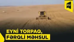 Bol məhsulun sirri nədir? Fermerlər məhsuldarlığı artırmaq üçün nələrə diqqət etməlidirlər?