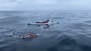 Bay Area swimmer prepares for historic attempt to swim entire California coast