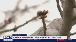 Checking in on the cherry blossoms!