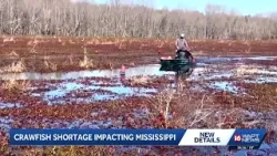 High demand, early price drop contribute to crawfish shortages in Mississippi