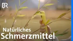 Weidenrinde: Natürliches Schmerzmittel | Heilkraft aus der Natur | Gesundheit | BR Weidenrinde: Natürliches Schmerzmittel | Heilkraft aus der Natur | Gesundheit | BR