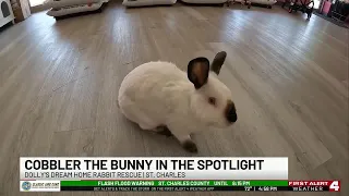 St. Louis bunny becomes social media sensation, draws visitors nationwide