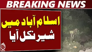 Islamabad | Saidpur Village | Lion Spotted | Residents Alert | Latest News - Aaj News