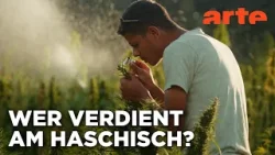 Kiff im Rif: Marokkos Cannabis-Wende | 360° Reportage | ARTE Kiff im Rif: Marokkos Cannabis-Wende | 360° Reportage | ARTE