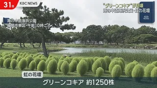 1000株以上　海の中道海浜公園グリーンコキアが見頃