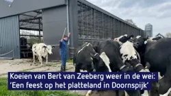 Audio reportage: koeien weer in de wei