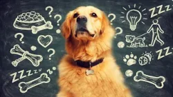 Na rubu znanosti: O čemu razmišlja vaš pas Na rubu znanosti: O čemu razmišlja vaš pas