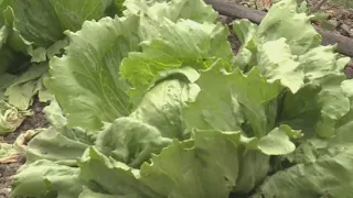 Lettuce linked to growing Cyclospora outbreak as cases climb
