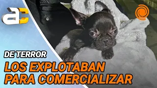 CROWDED AND MALNOURISHED: dogs rescued from an ILLEGAL BREEDING FACILITY and two people have been...